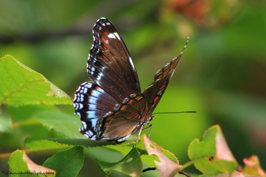 butterfly 093