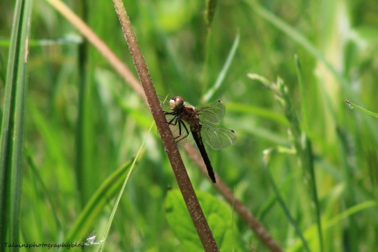 dragonfly 001