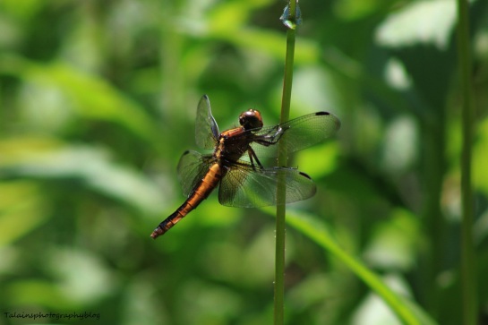 dragonfly 004