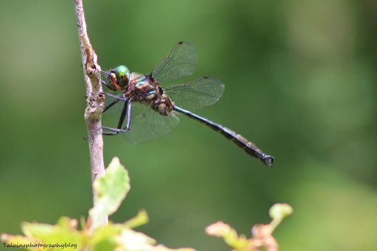 dragonfly 016