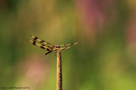 dragonfly 024