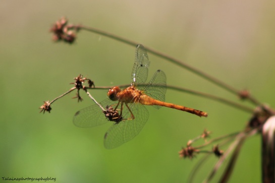 dragonfly 028