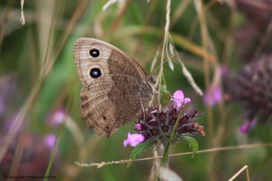 Butterfly 054