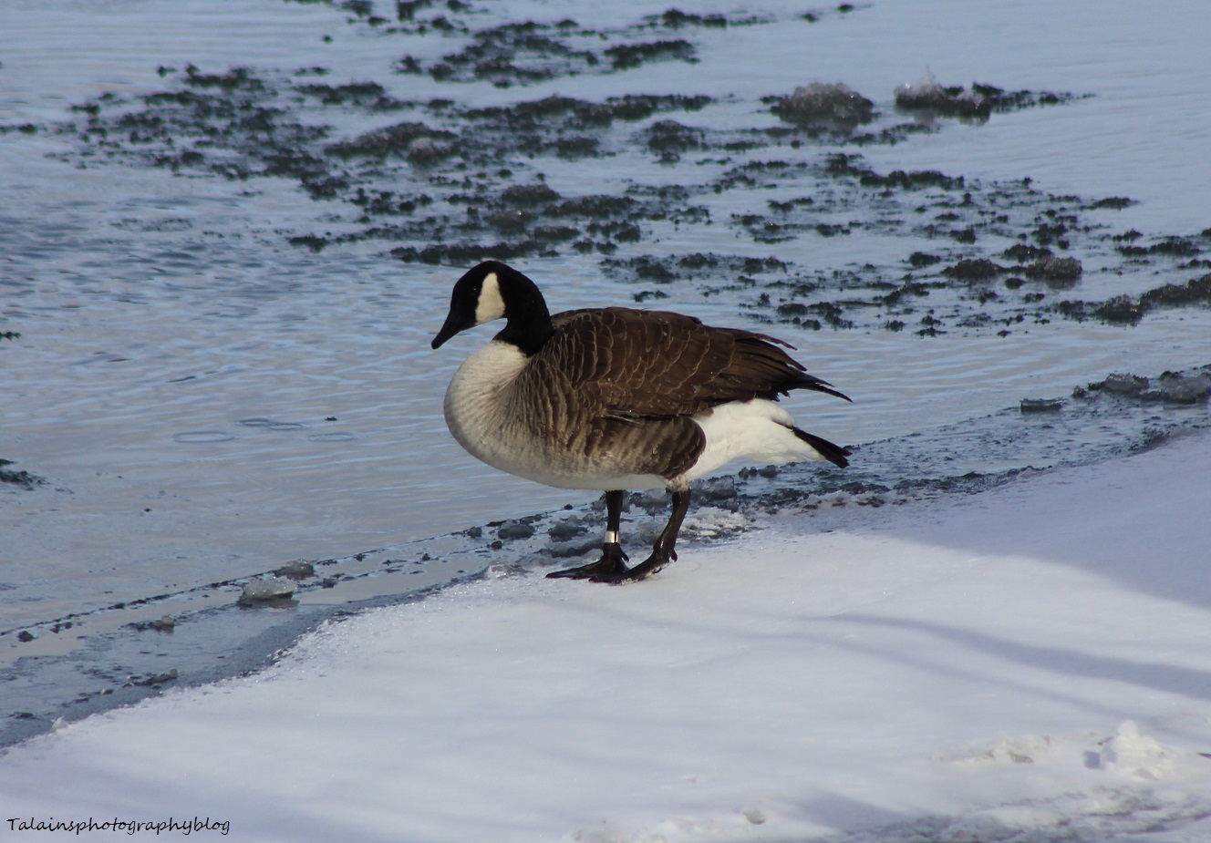 Canada Geese 027